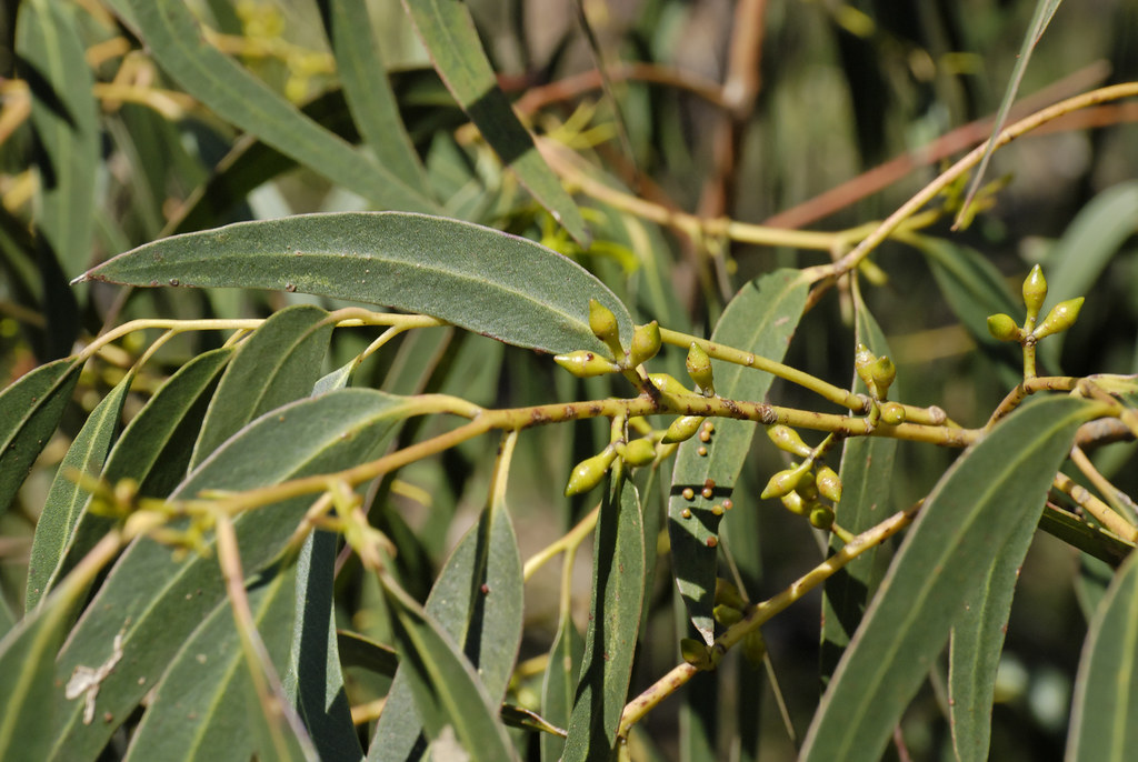 Eucalyptus viminalis subsp. pryoriana 0710107479 Morningt… Flickr