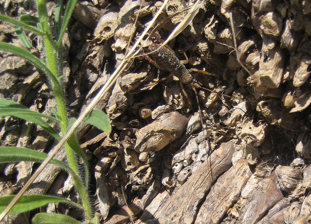 Can you see the weta? Photo by Amity Wilczek, who rescued … Flickr