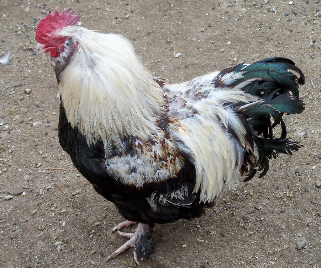 Chicken, Salmon Faverolle rooster. a photo on