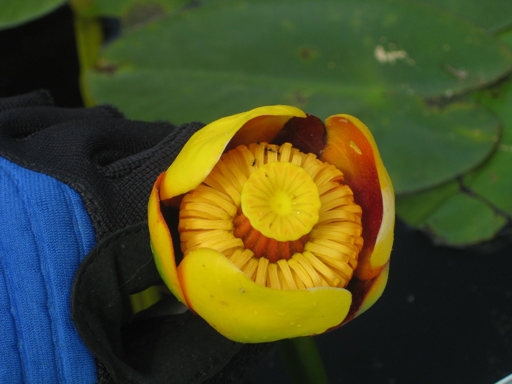 2011 05 28 Black Pond Meriden CT 011 Elizabeth Bear Flickr