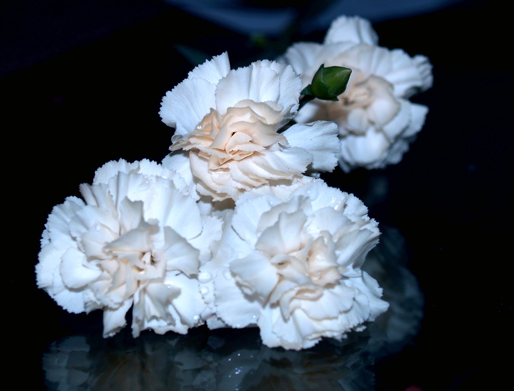 Carnations Tallahassee, Florida. November 2007 View On Bla