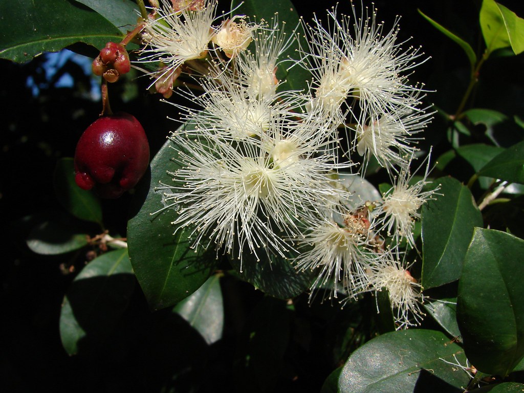 Lillypilly flowers and a berry. Syzygium paniculatum Myrt… Flickr
