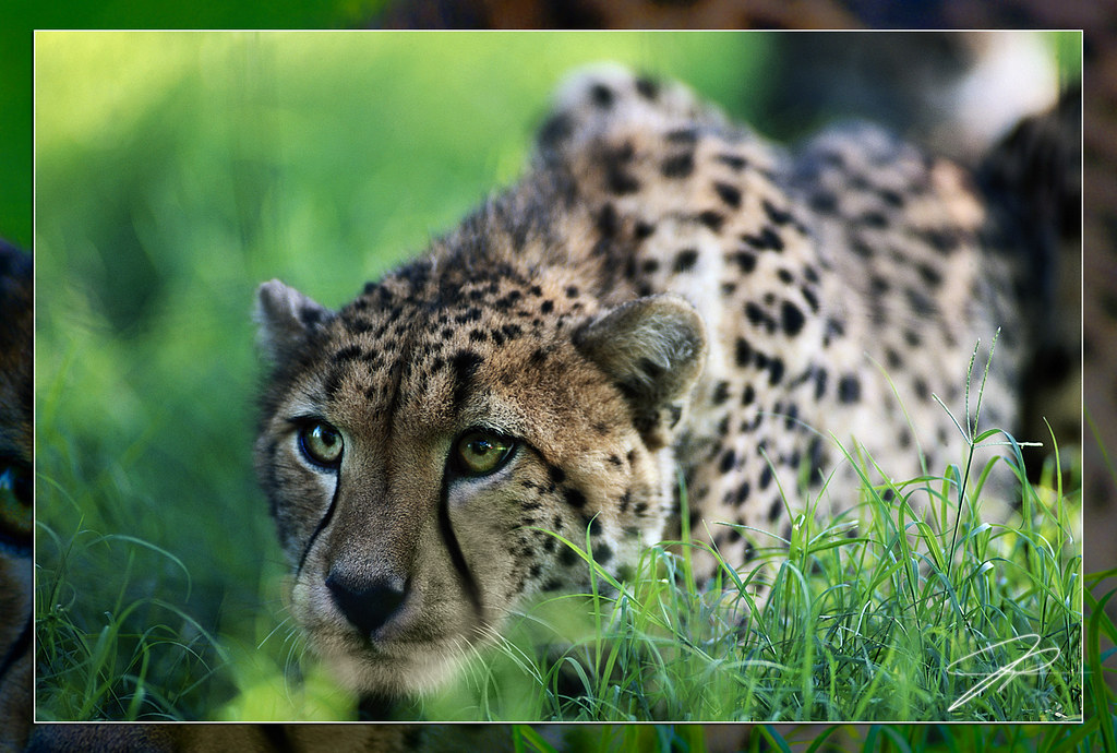 Cheetah Like all cats, cheetahs have excellent vision. The… Flickr