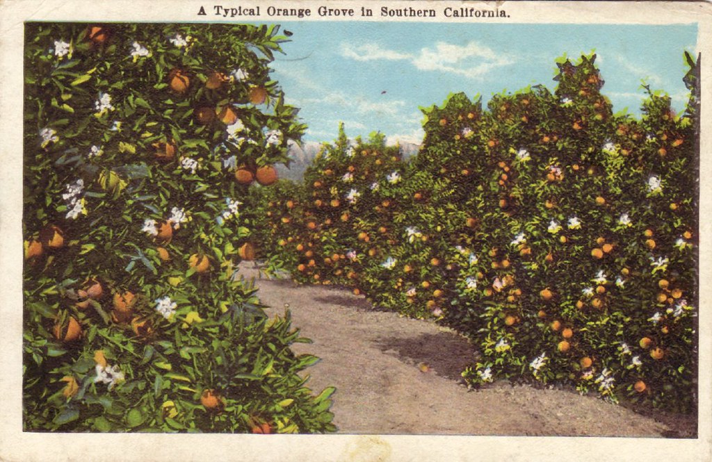 A Typical Orange Grove in Southern California Vintage Post… Flickr