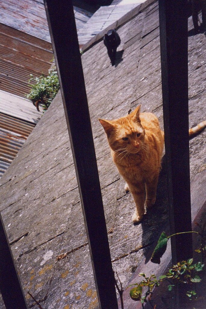 Cats on the Roof Outside the apartment in Dublin Mark Tindale Flickr