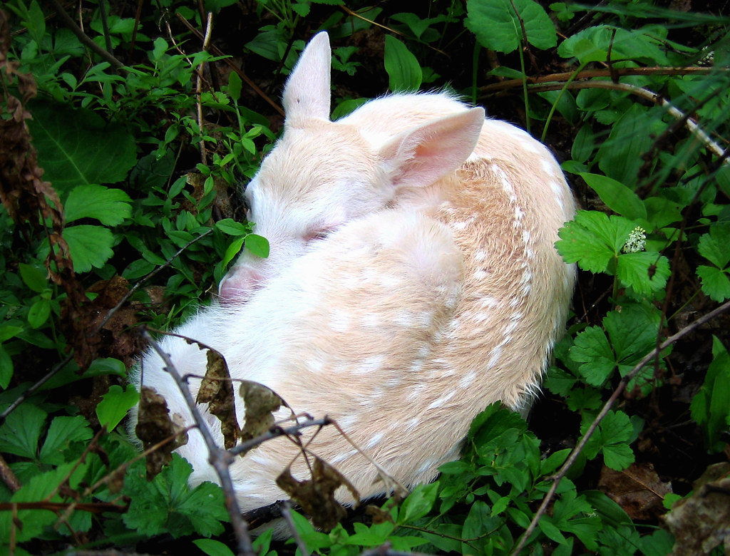 Baby Albino Whitetail Deer Fawn (Odocoileus virginianus) Flickr