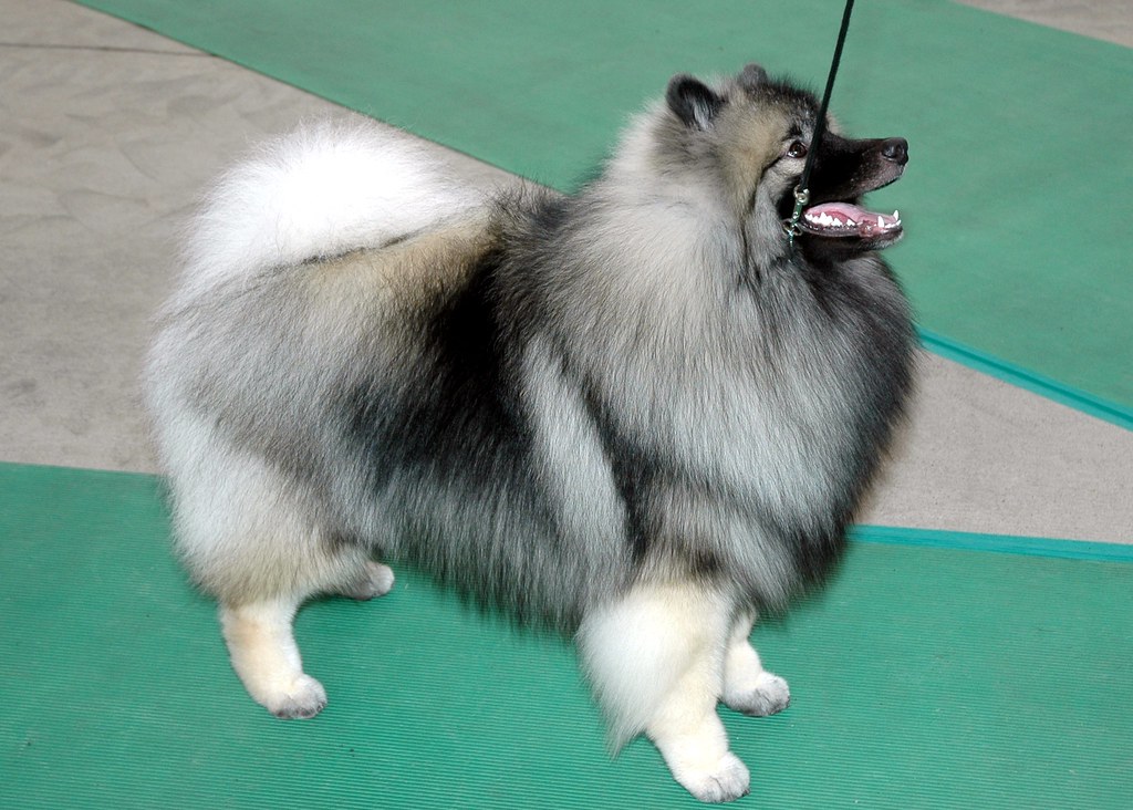 Indianapolis Dog Show Flickr