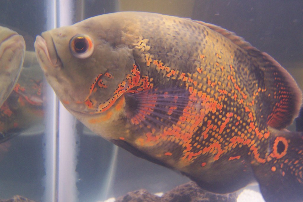 Tiger Oscar Here is our Tiger Oscar, he/she is about 7 inc… Flickr