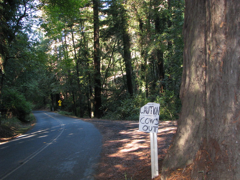 Moraga, Canyon, and Pinehurst Road Bay Area Bike Rides