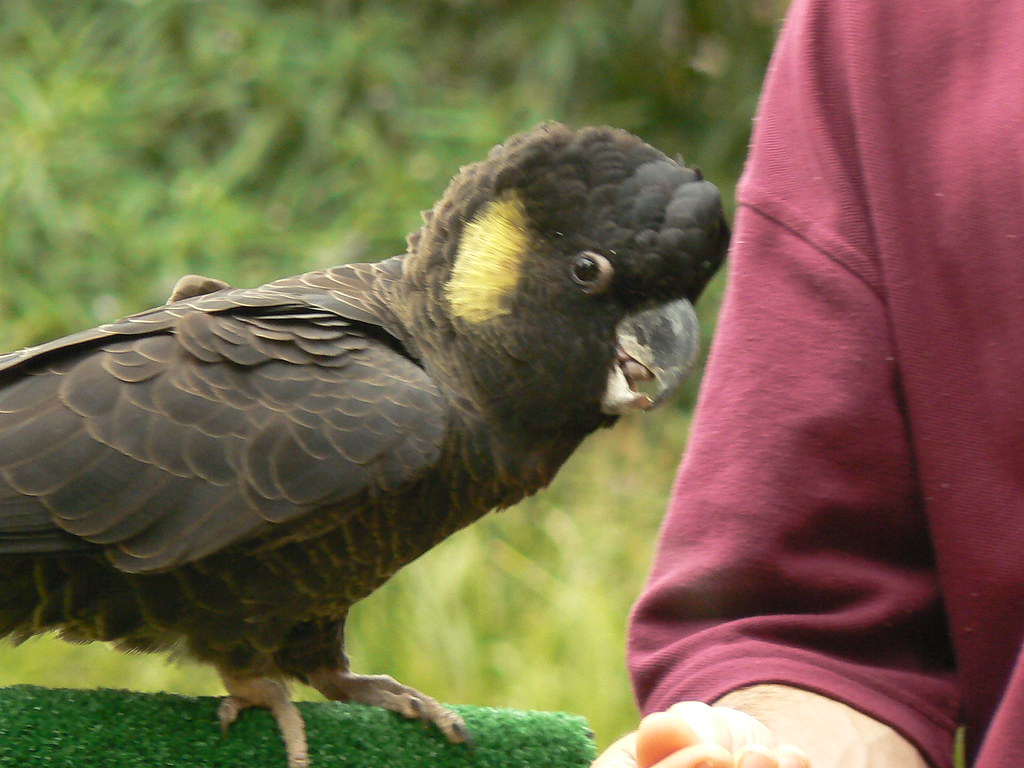Yellow Tailed Black Cockatoo