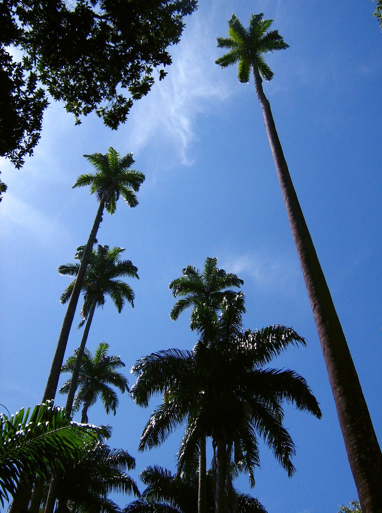 Our wonderful world... These imperial palm trees measure 3… Flickr