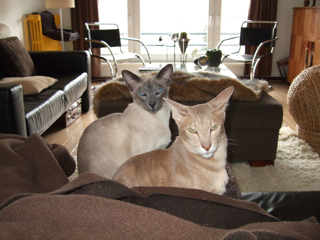 Home alone Oriental cats Danielle Detremmerie Flickr