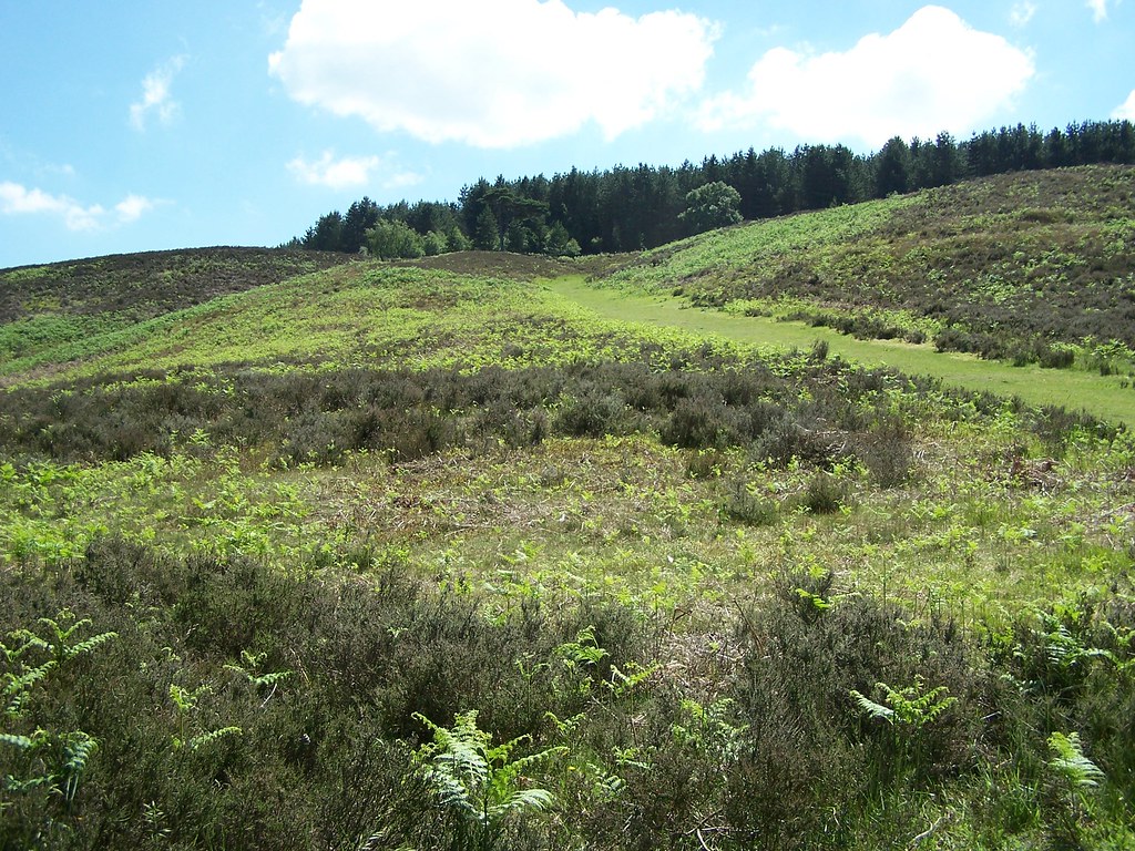 Hill Cannock Chase 3rd June 2011 Bits On Twigs Flickr