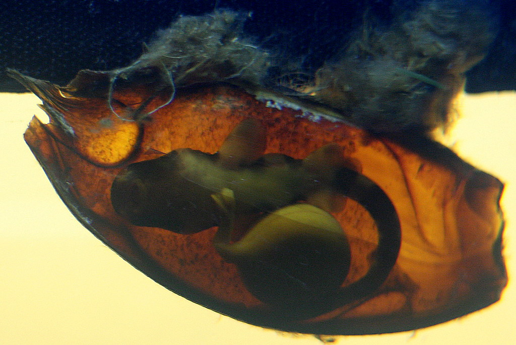 Baby Bamboo Shark Egg