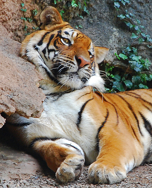 Tiger, Puerto Rico navonco Flickr