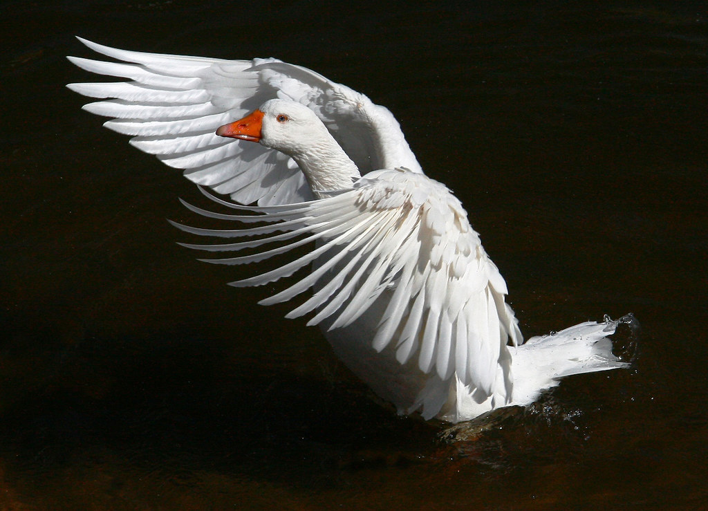 White Goose A goose having a stretch on the River Ouse in … Flickr