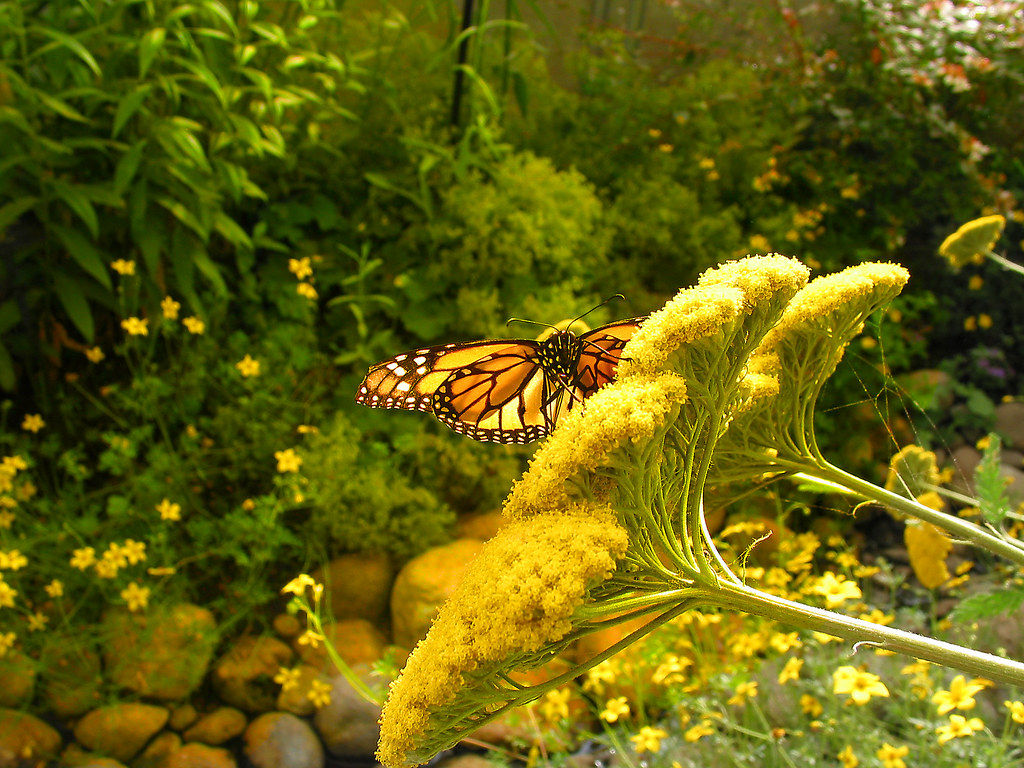 Monarch Butterfly coquitlam guy Flickr