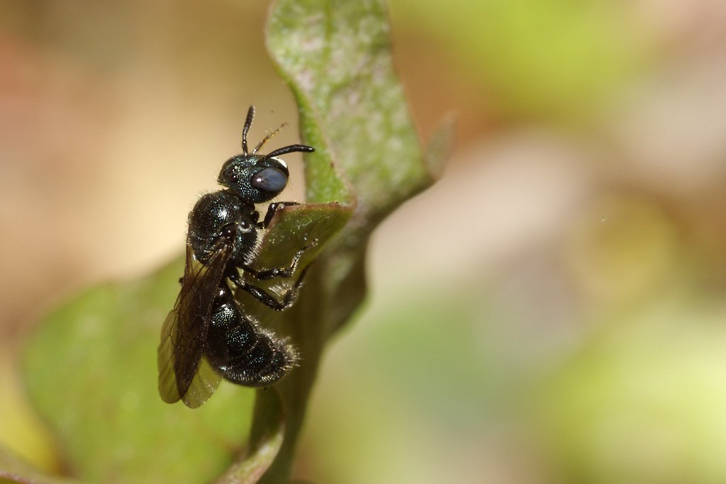 Ceratina cyanea Ceratina cyanea male (Hym. Apidae), 25.iv.… Flickr