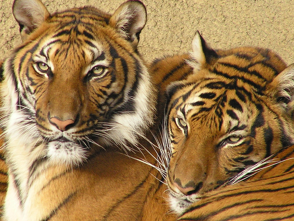 Indochinese Tigers (Sisters) © 2008 W. Alan Baker All … Flickr