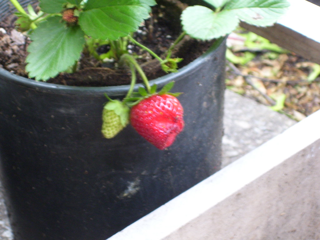 100_0926 First ripe strawberry! It looks overwatered or so… Flickr