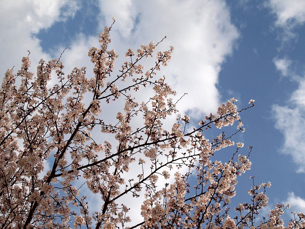 Cherry blossoms IV OLYMPUS DIGITAL CAMERA Cherry blossom s… Flickr