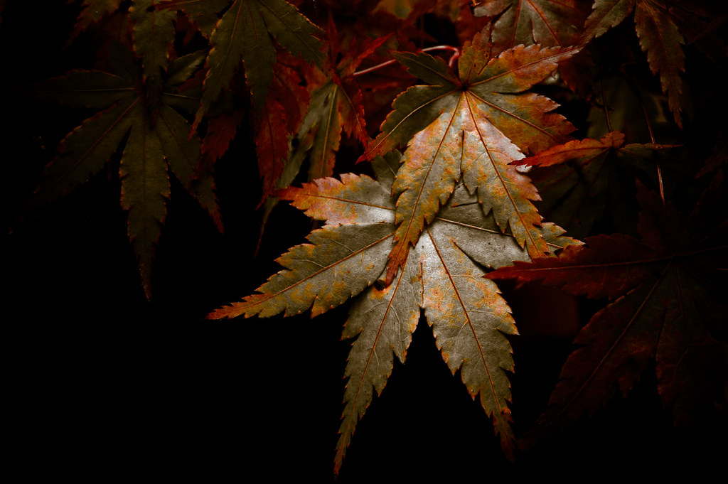 On A Cold Dark Night Not a whisper of wind to stir the las… Flickr