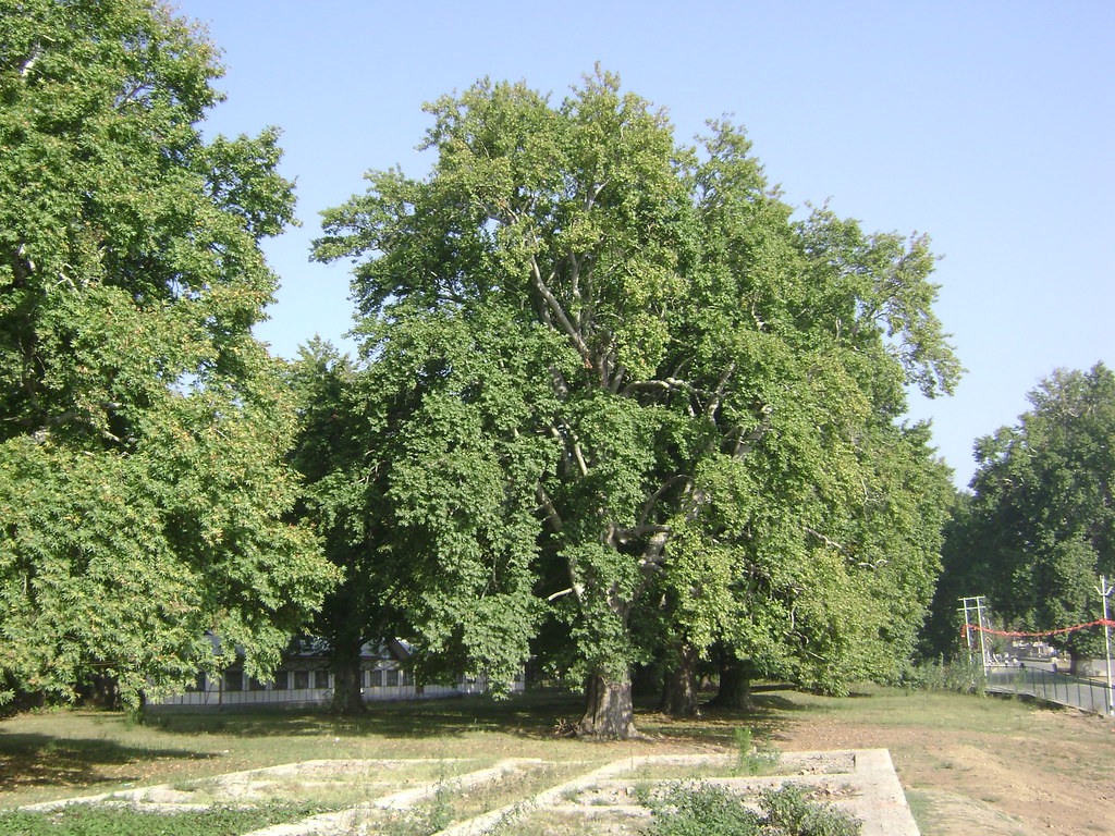 DSC00279 Chinar tree near Naseem Bagh in Srinagar, Kashmir… Muzamil