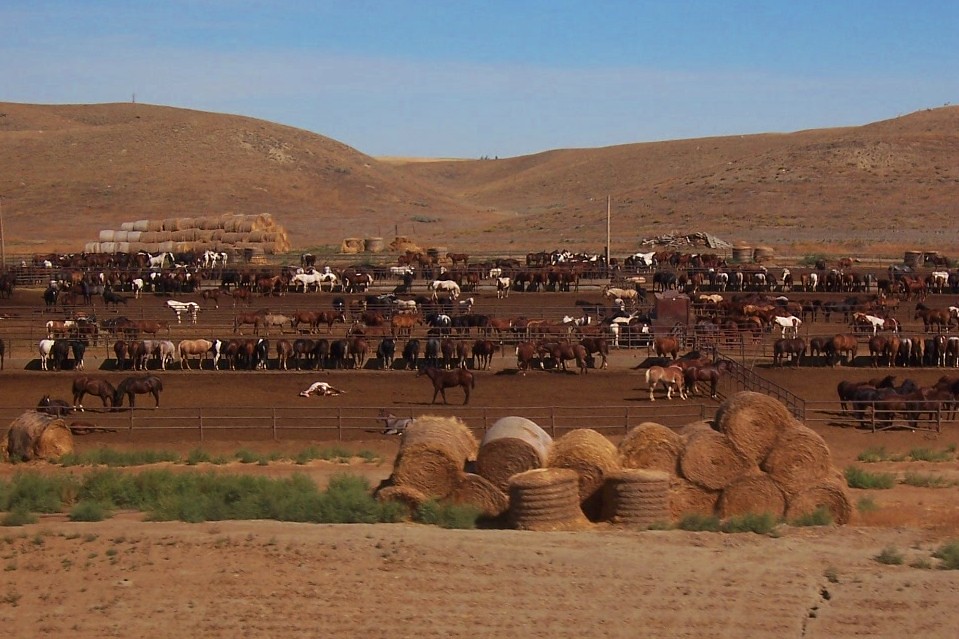 Stockyard in Shelby, MT Candi Lynn Flickr