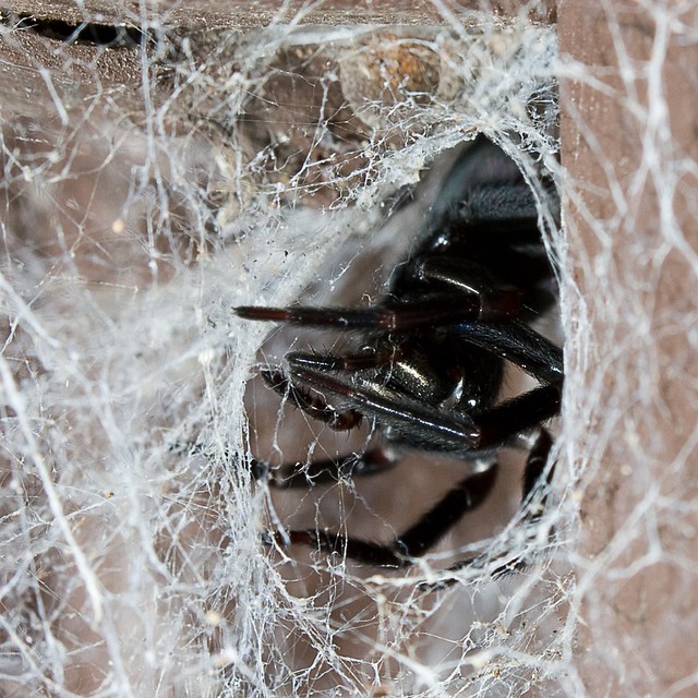 Black House Spider a photo on Flickriver