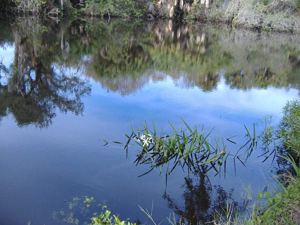 Florida trip to Port St Lucie 064 Water Lily