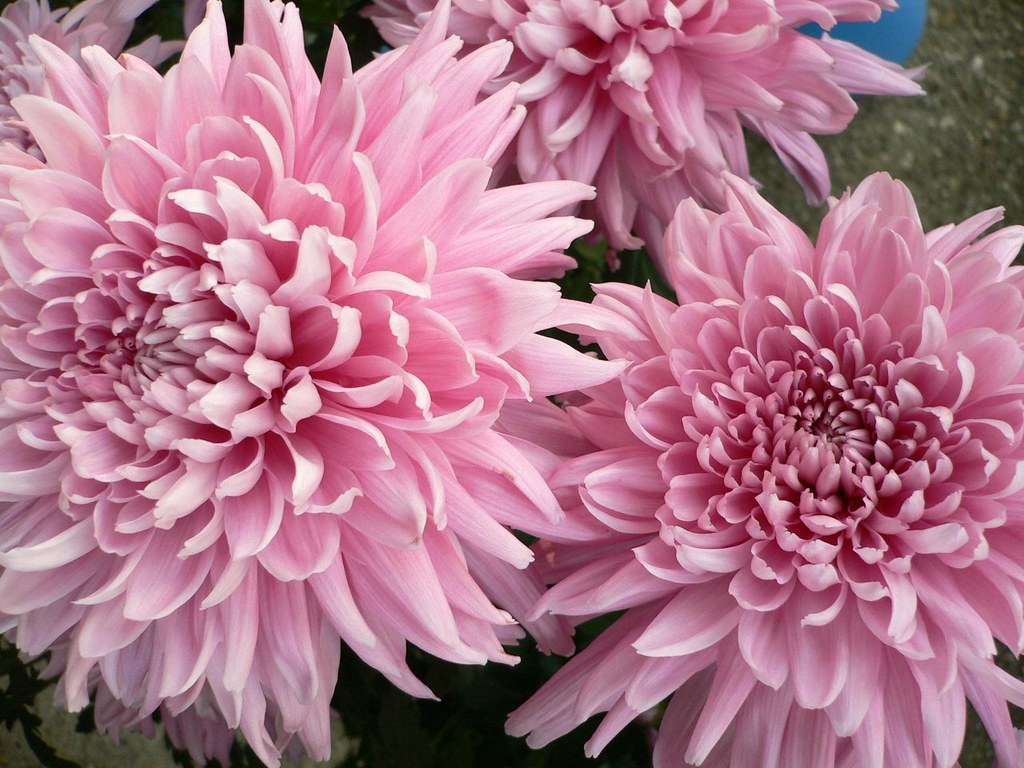 Pink Chrysanthemums a photo on Flickriver
