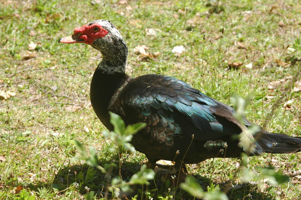 muscovy duck at Tea Kettle Spout lake Jordan Confino Elevatedphotopro