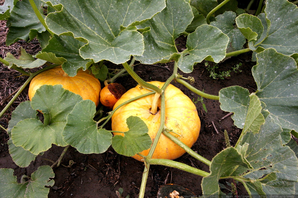baby pumpkins on the vine _MG_4423 copyright Â© 2007 seanâ€¦ Flickr