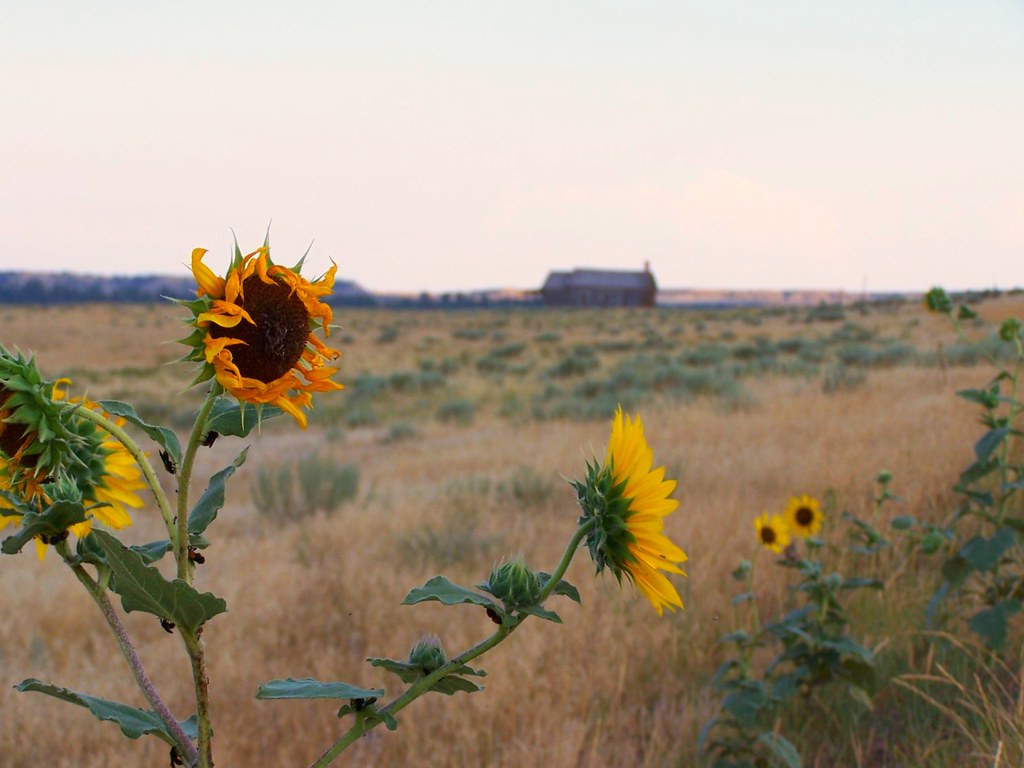 100_8446 2007 flowers hot springs horse sanctuary south da… Flickr