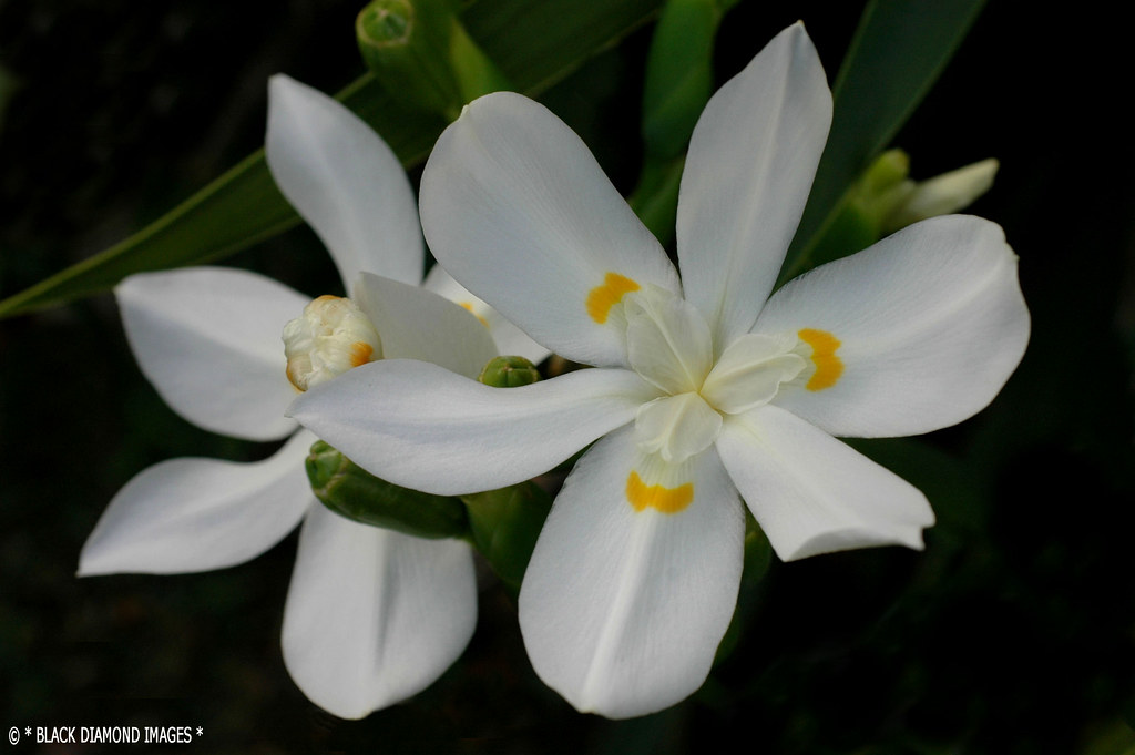 Dietes robinsoniana Wedding Lily,Lord Howe Island Flickr