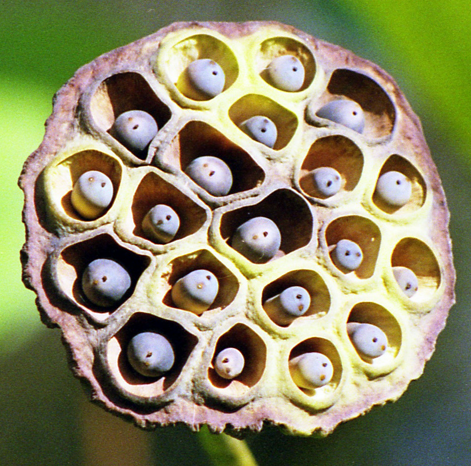 Lotus Head Seewoosagur Ramgoolam Botanical Gardens, Pample… Flickr