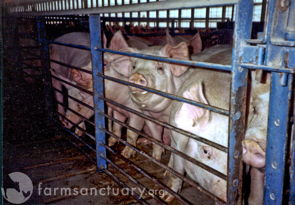 Pigs confined in metal and concrete pens Pigs raised on fa… Flickr