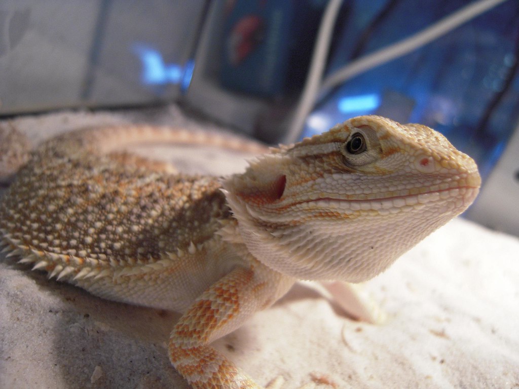 Bearded dragon juvenile 3 months Vince Flickr