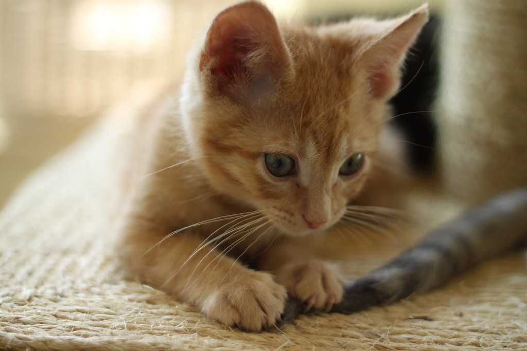Egghead and a Tail Egghead prepares to nibble on another