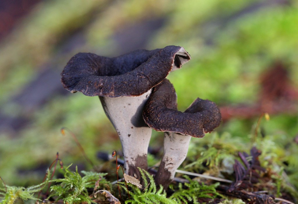 Black Chanterelle Black Chanterelle (Craterellus cornucopi… Flickr