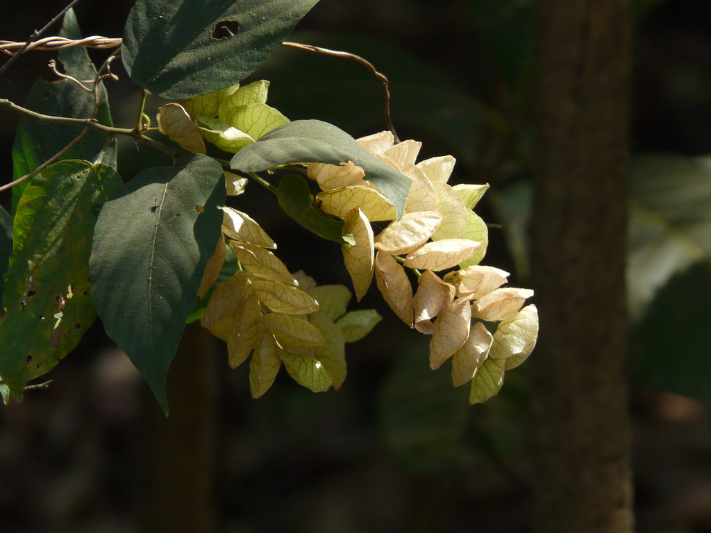 Kanphuti (Marathi कानफुटी) Fabaceae (pea, or legume famil… Flickr