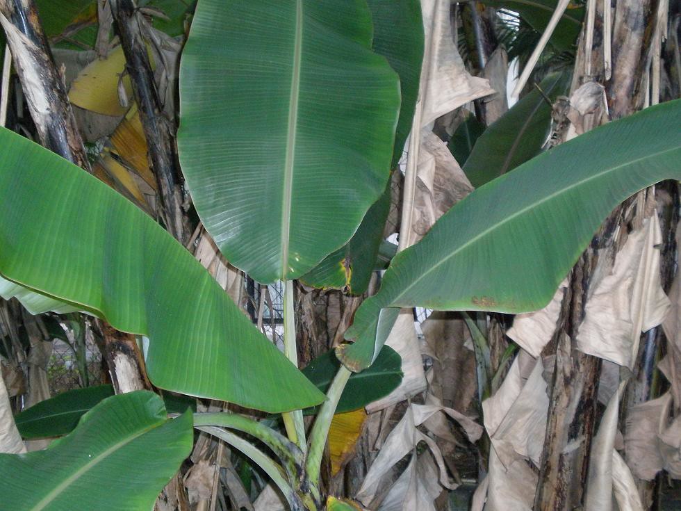 Pokok Pisang The scientific name of this plant is Musa