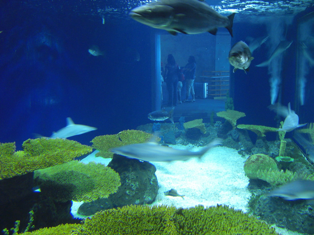 Shark tank Aaron Gustafson Flickr