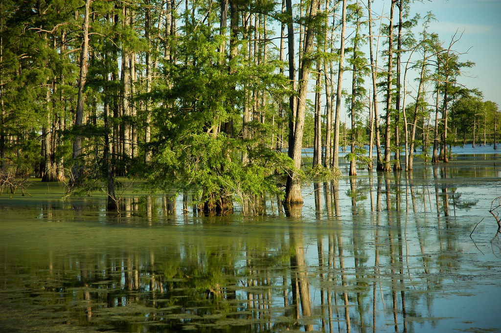 Louisiana Swamp An old slough near the Lock & Dam on Red R… Flickr
