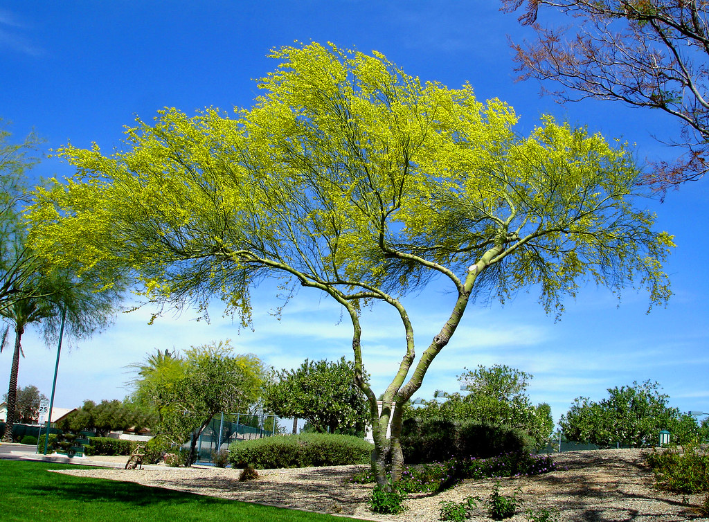 Palo Verde Blossom Bob Davidson Flickr
