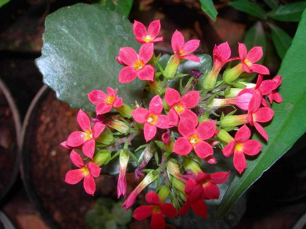 Flowers in my mother's garden "Flaming Katy" Flaming Kat… Flickr