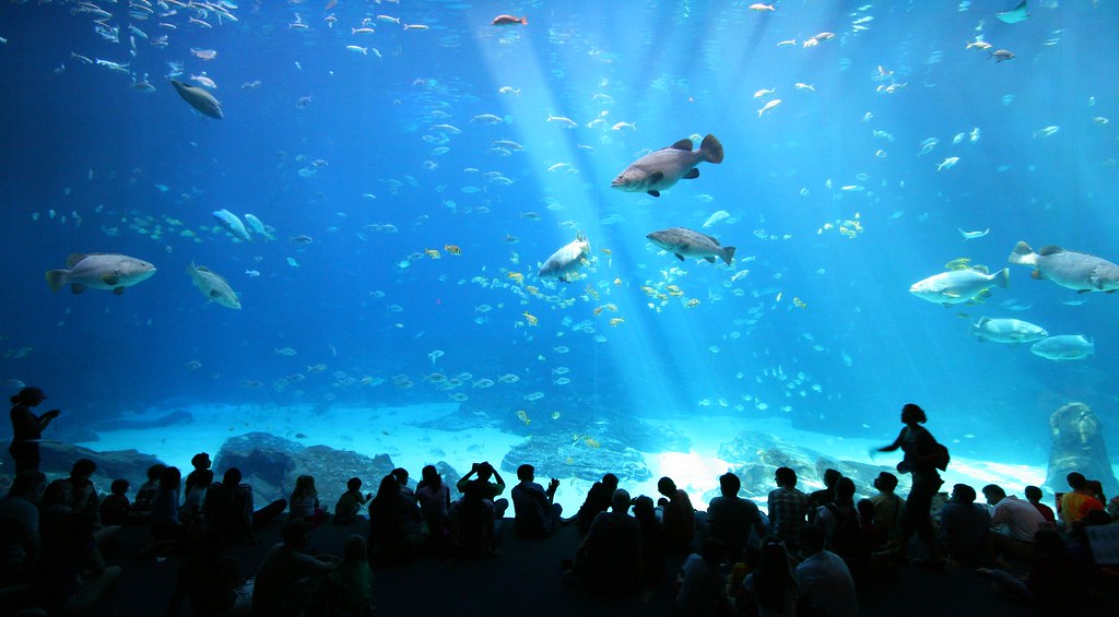 Aquarium Girish... Flickr