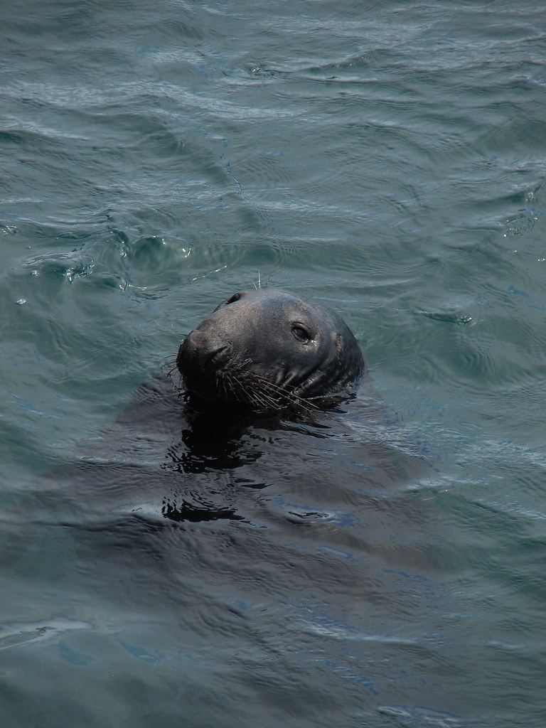 Seal, Howth, Dublin, Ireland Mark Waters Flickr
