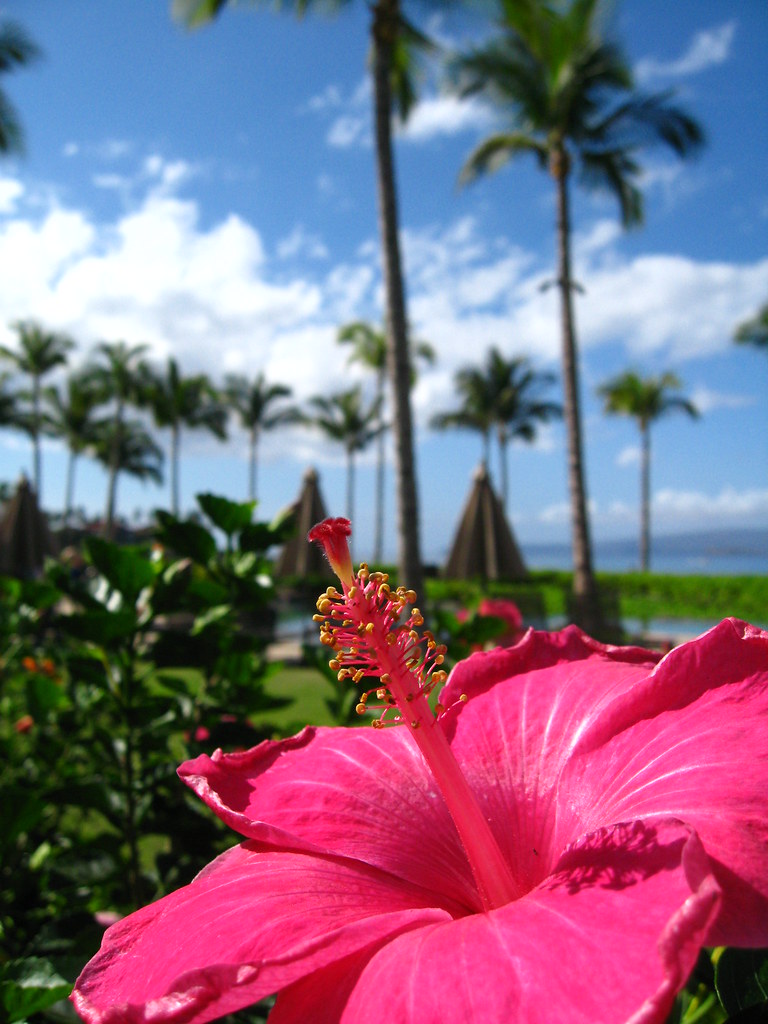 Maui Pink Hibiscus Wailea Maui, HI MauiLuna Flickr