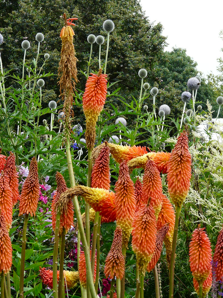 Christchurch Flowers Flowers in the Christchurch Botanic G… Kristin